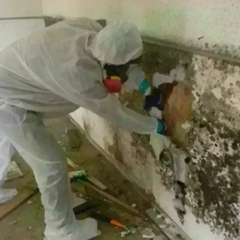 Mold Remediation and Removal in Nashotah, WI